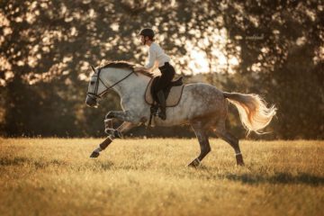 Galopp Unter Reiter